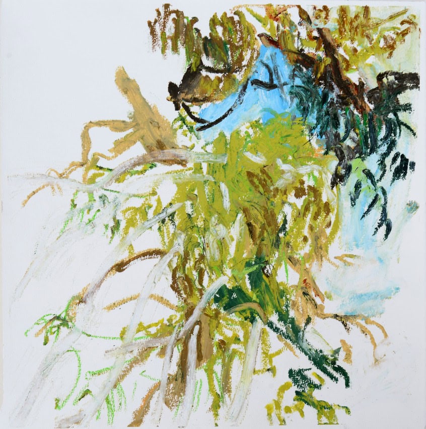 pedvale arbres devant ma fenetre 3