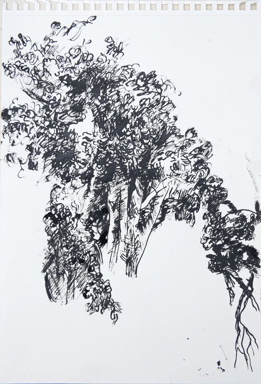 pedvale arbres devant ma fenetre 4
