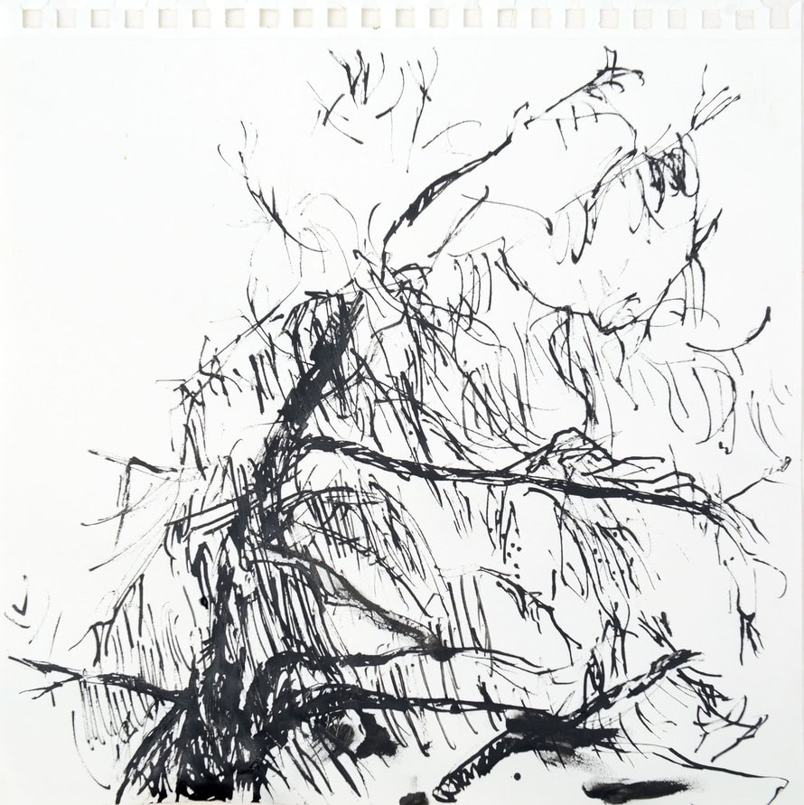 pin devant ma fenetre encre 1