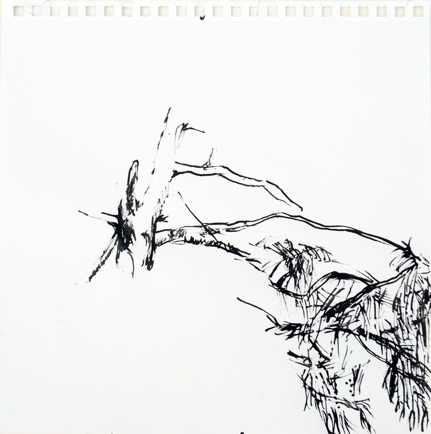 pin devant ma fenetre encre 4